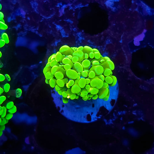 Neon Green Hammer (Video in pics)