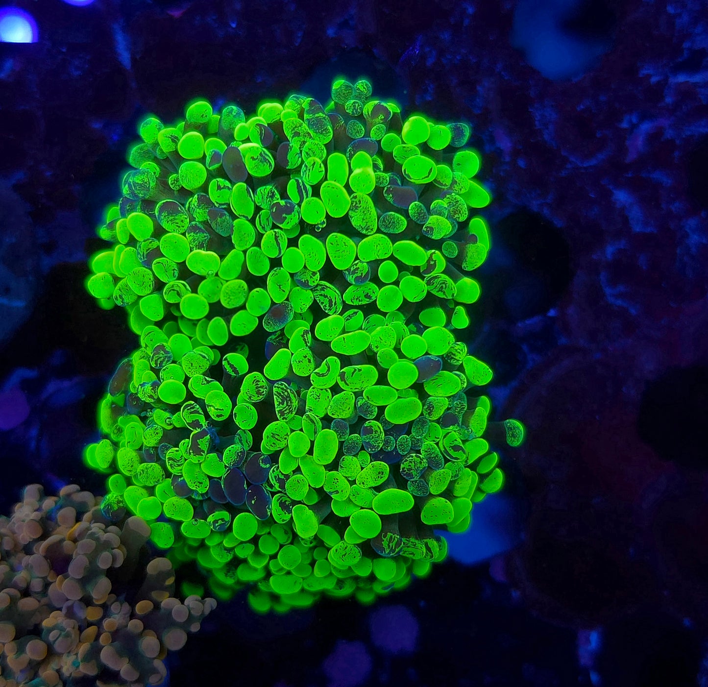 Bright Toxic Splatter Hammer Aquaculture Colony (Video in pics)
