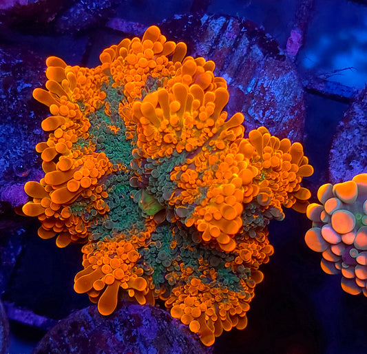 Crazy Large Inferno Yuma (Video in pics)