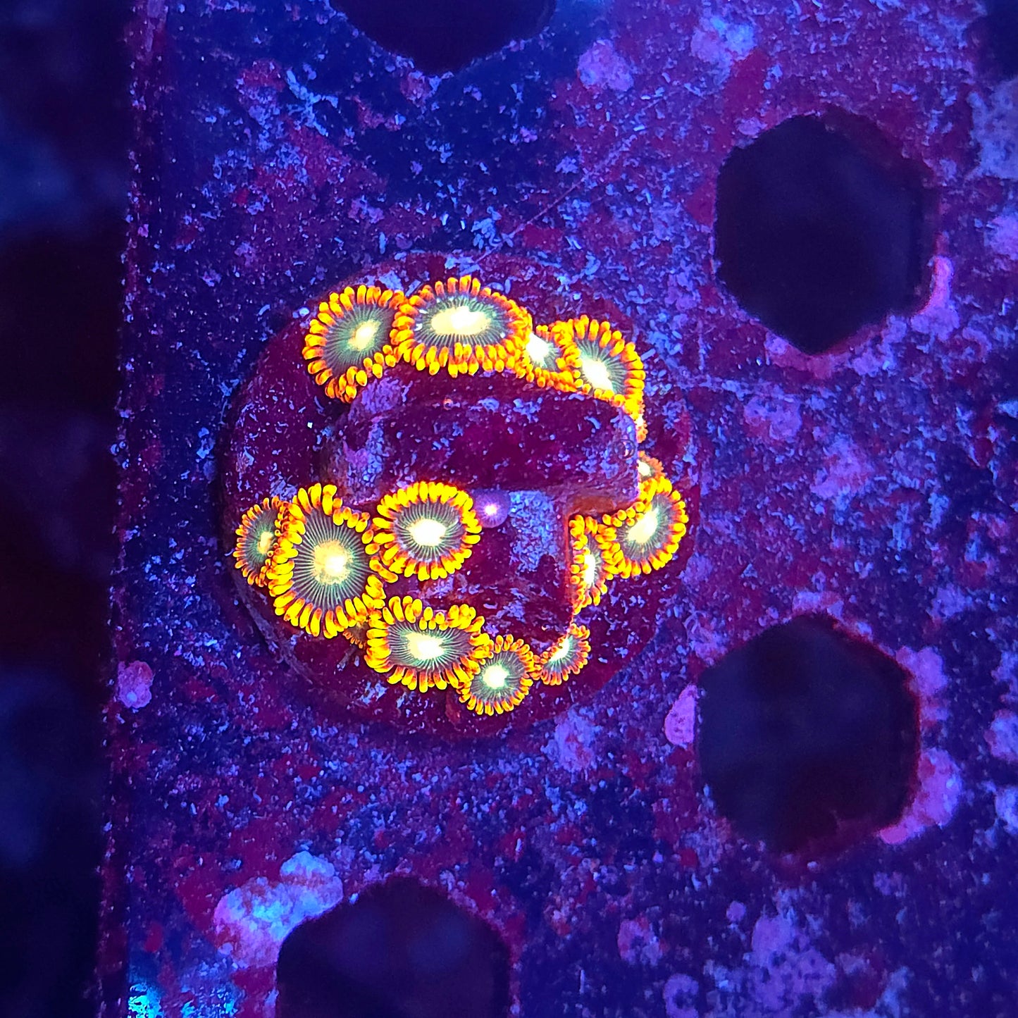 Emerald On Fire Zoas