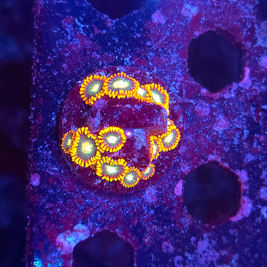 Emerald On Fire Zoas