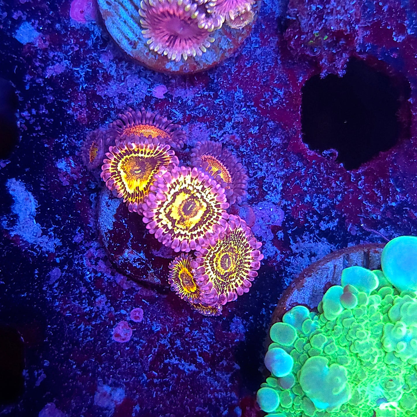 Stratosphere Zoas