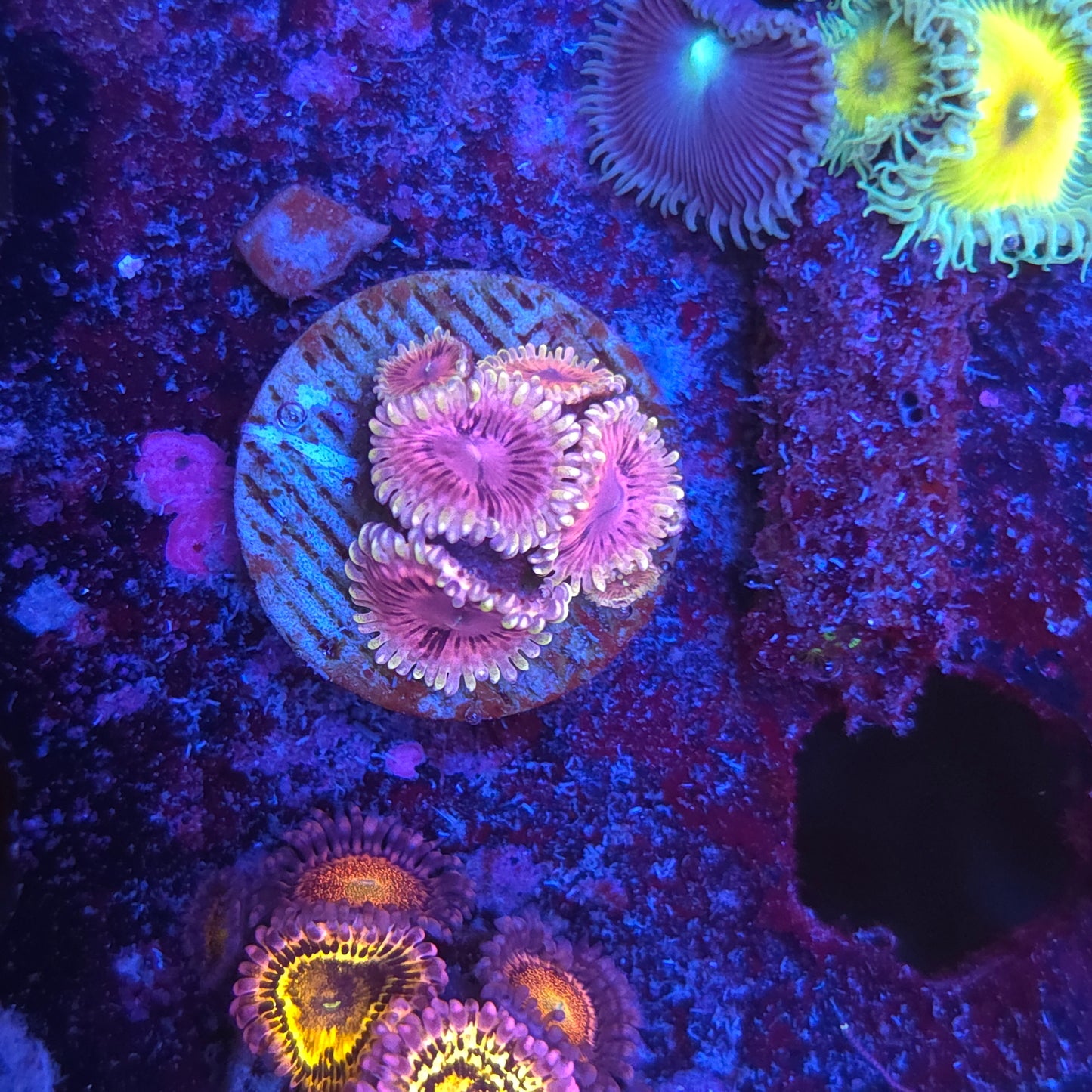 White Walker Zoa