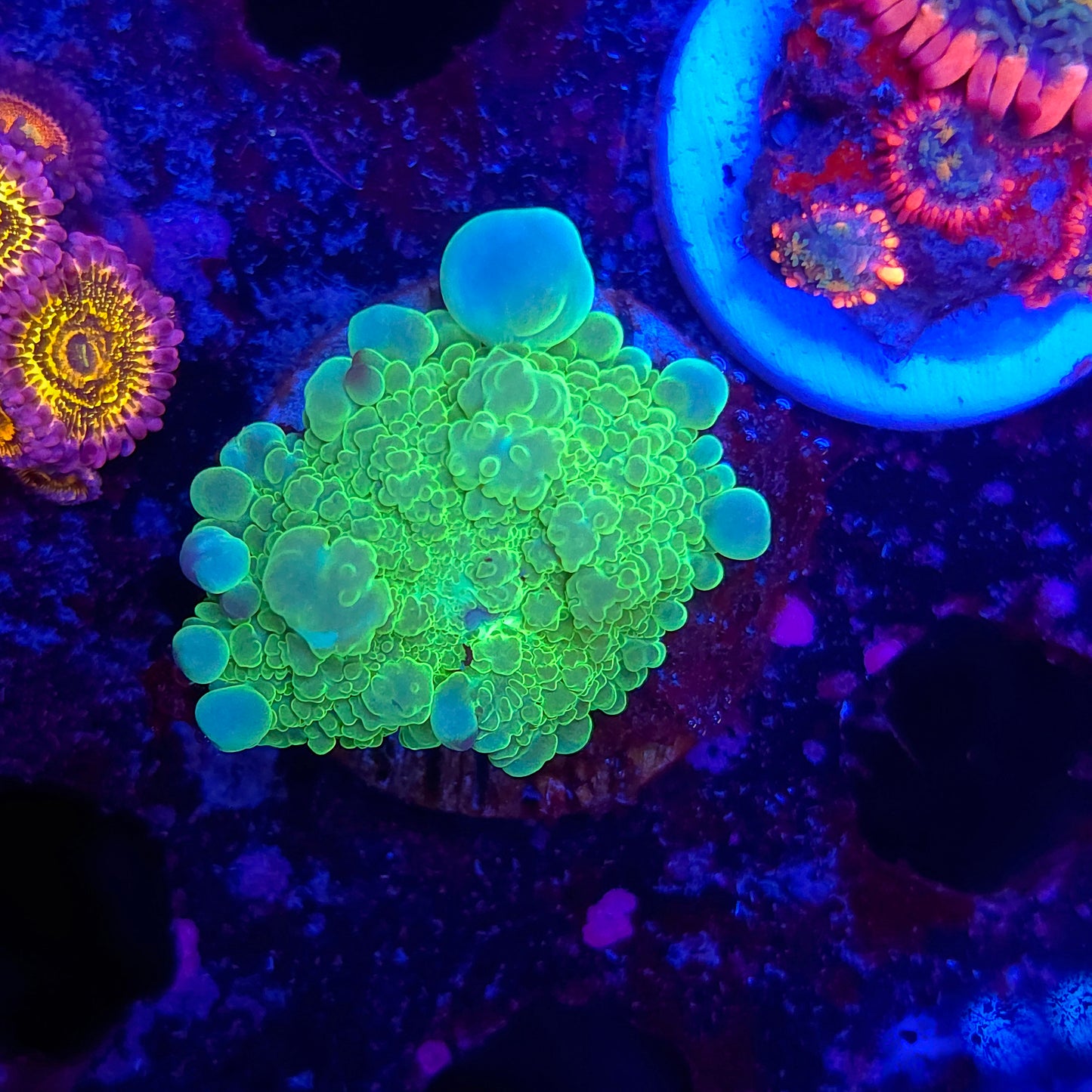 Highlighter Bounce Mushroom