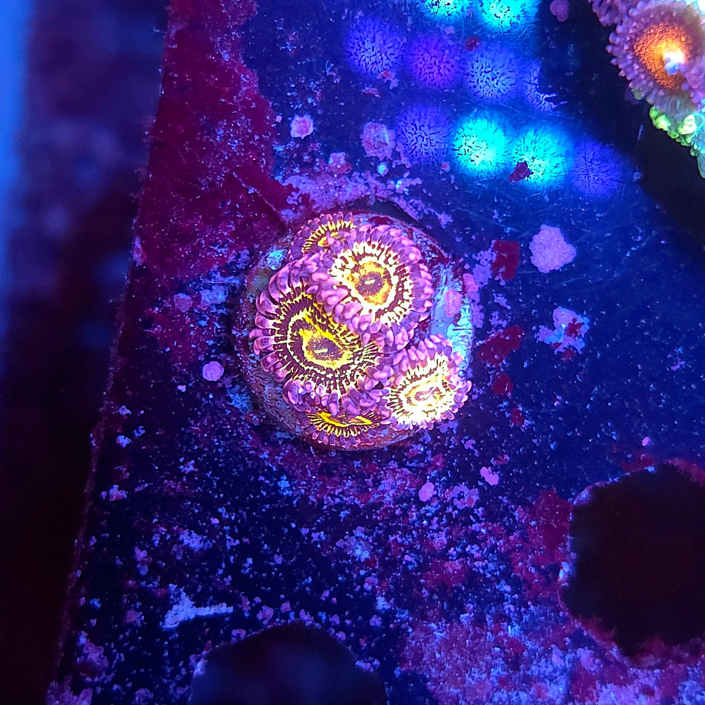 Stratosphere Zoas