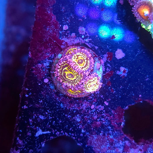 Stratosphere Zoas