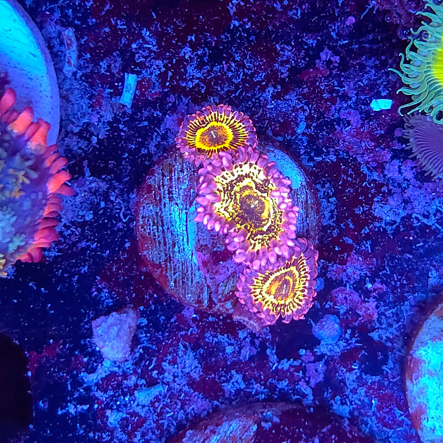 Stratosphere Zoa
