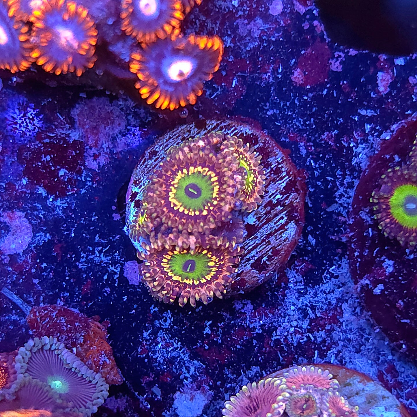Unicorn Fart Zoa