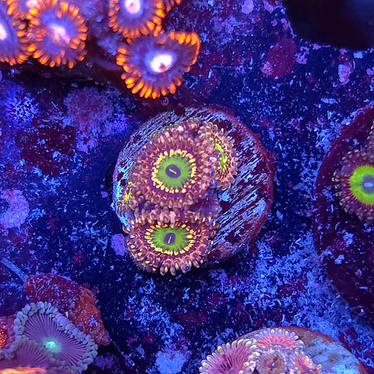 Unicorn Fart Zoa