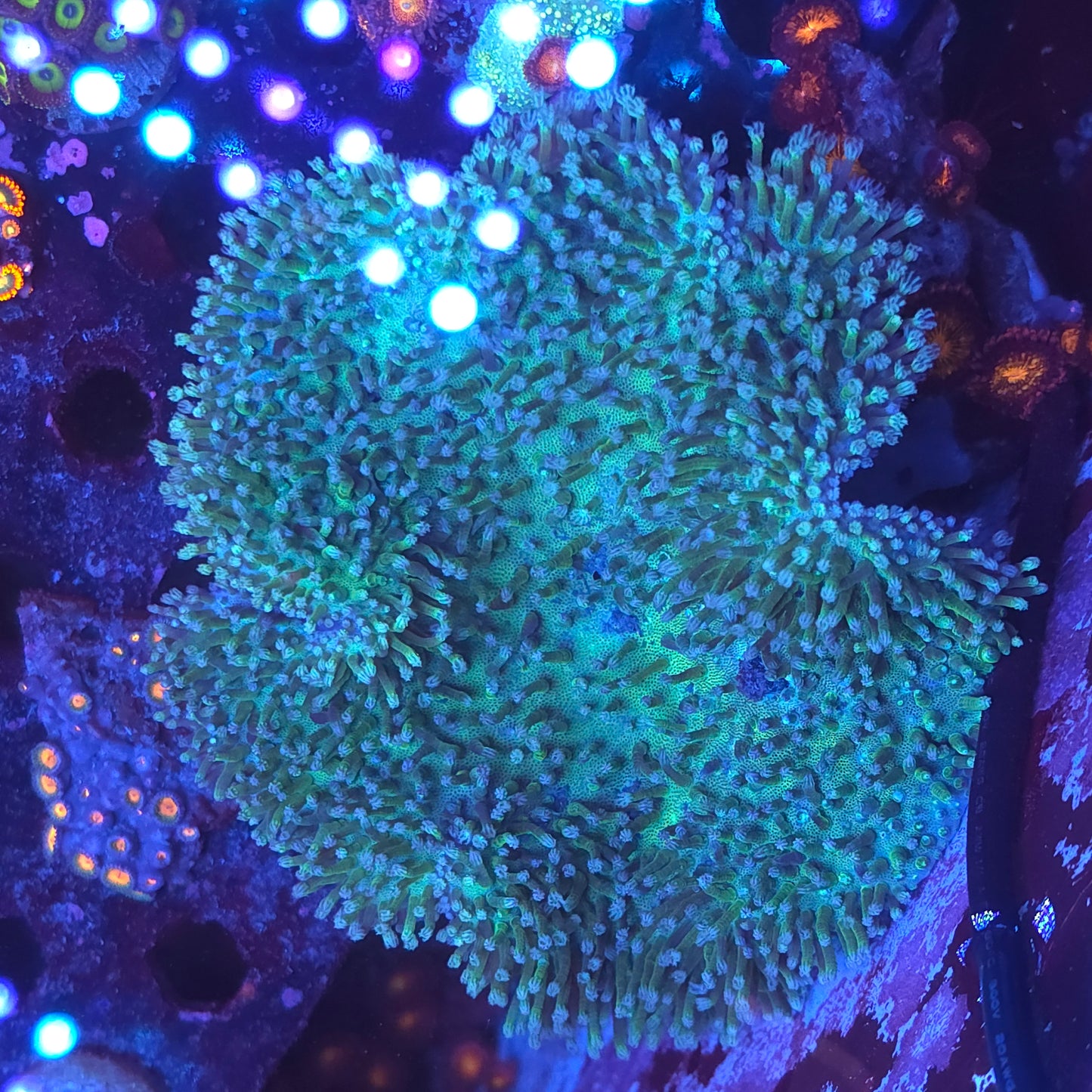 Green Toadstool Leather 6+ Inch