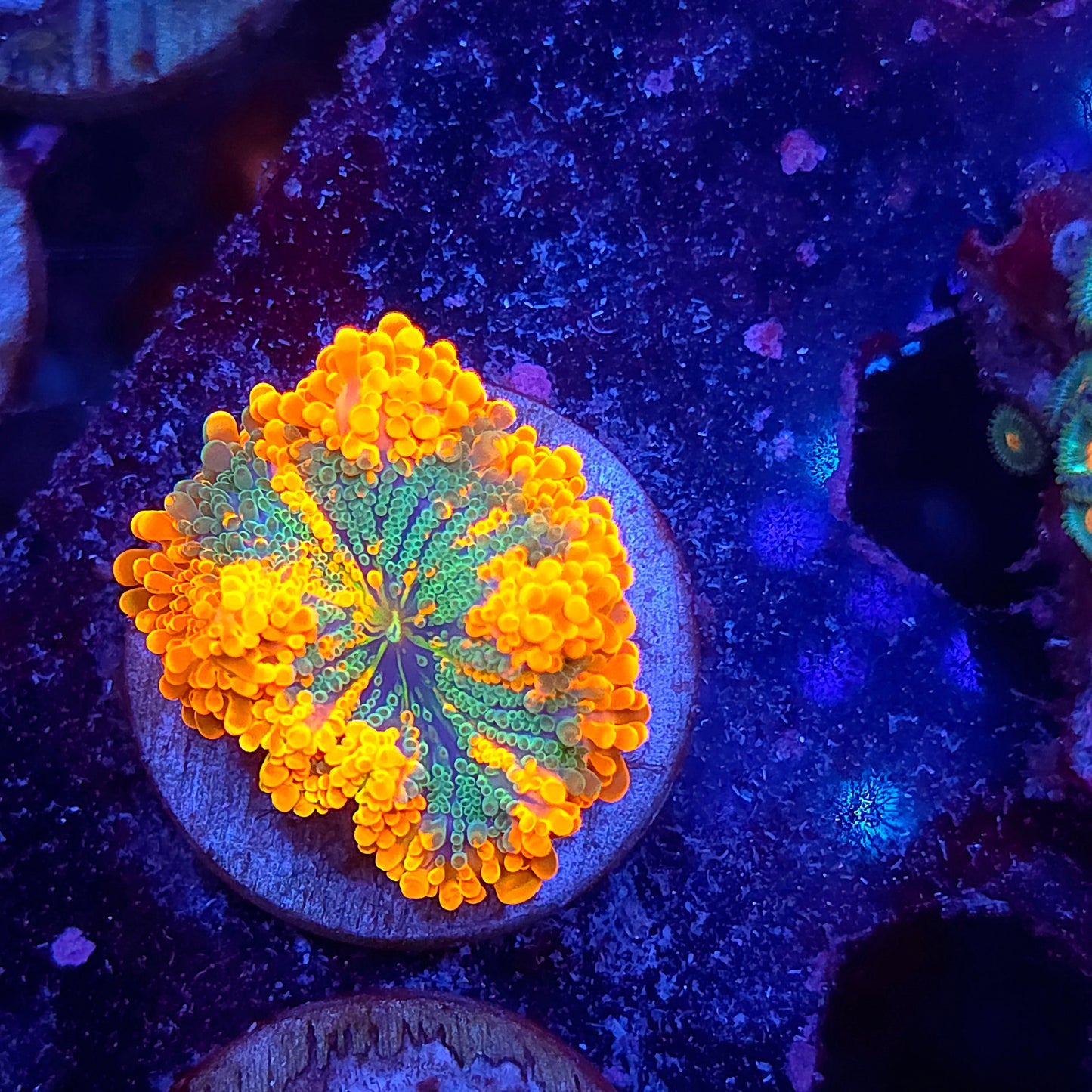 Bright Inferno Yuma 3 Colors