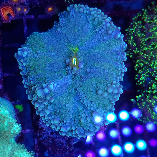 XL Blue Lagoon Yuma (Video in pics)