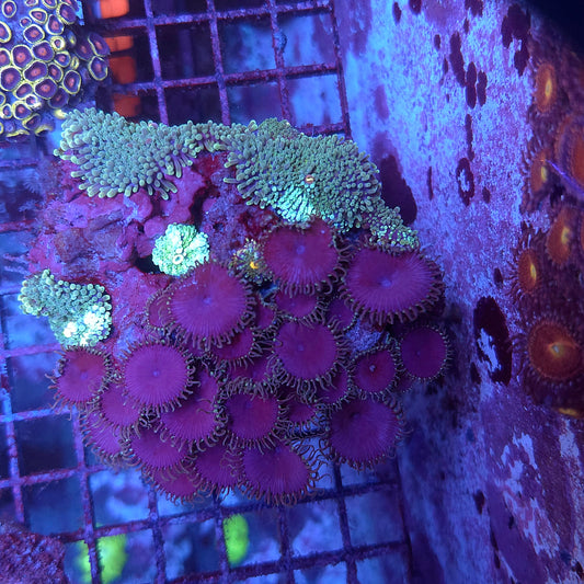 Purple Death Paly and Yuma Colony Rock