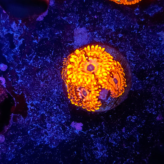Utter Chaos Zoa