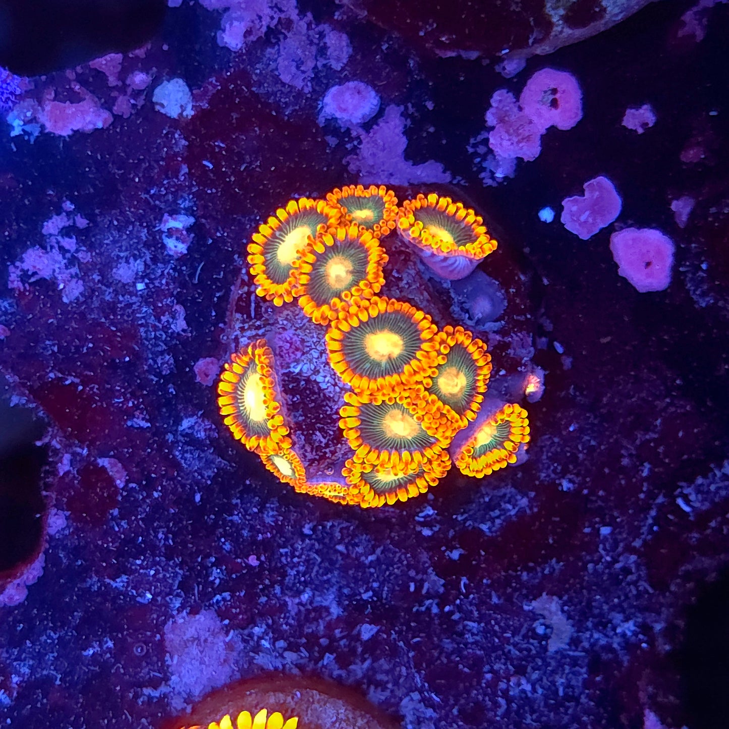 Emerald on Fire Zoas