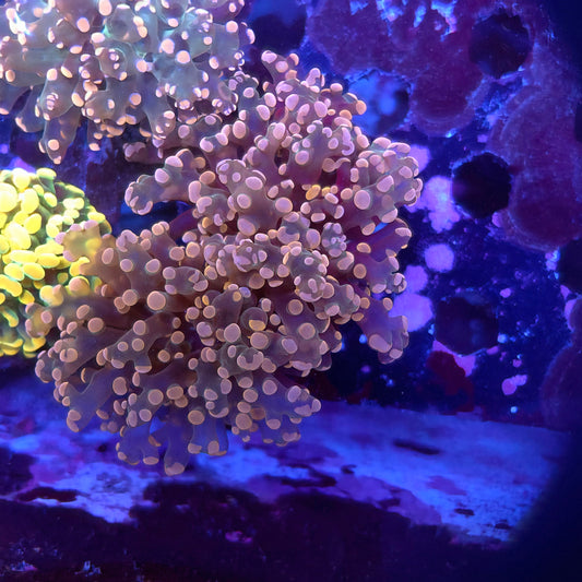 Pink Frogspawn Double (Video in pics)