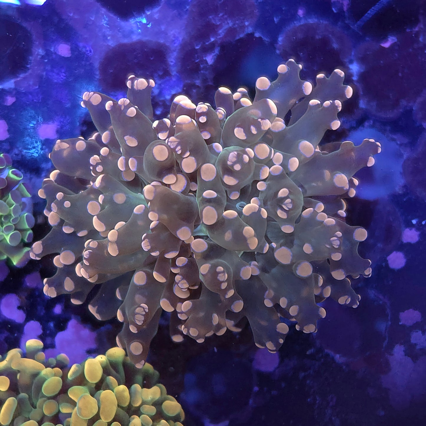 Pink and Green Frogspawn (Video in pics)