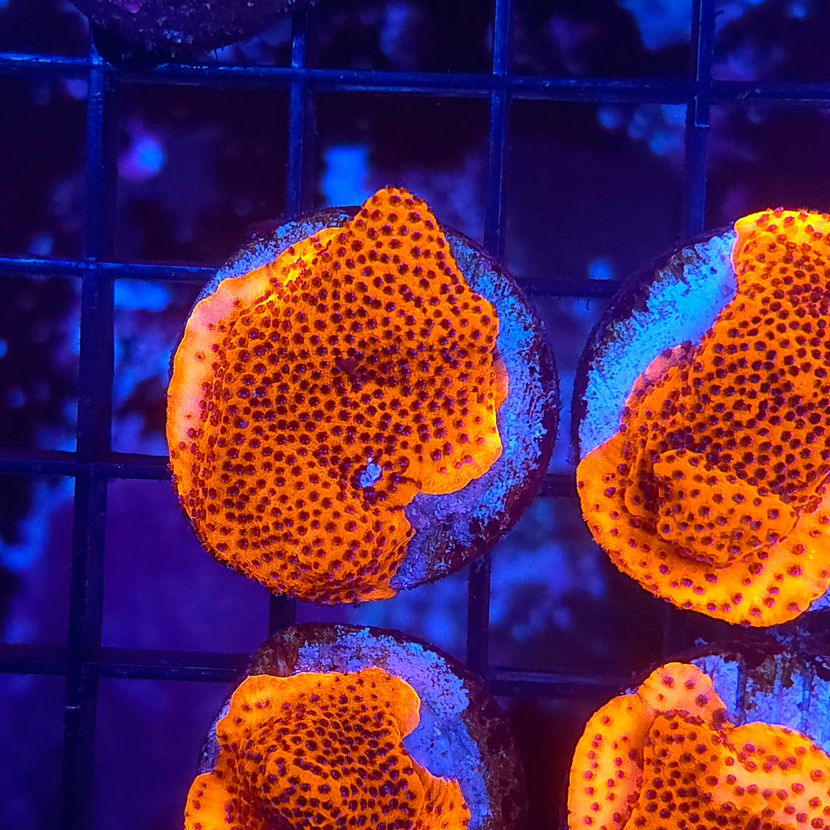 Mystic Sunset Montipora