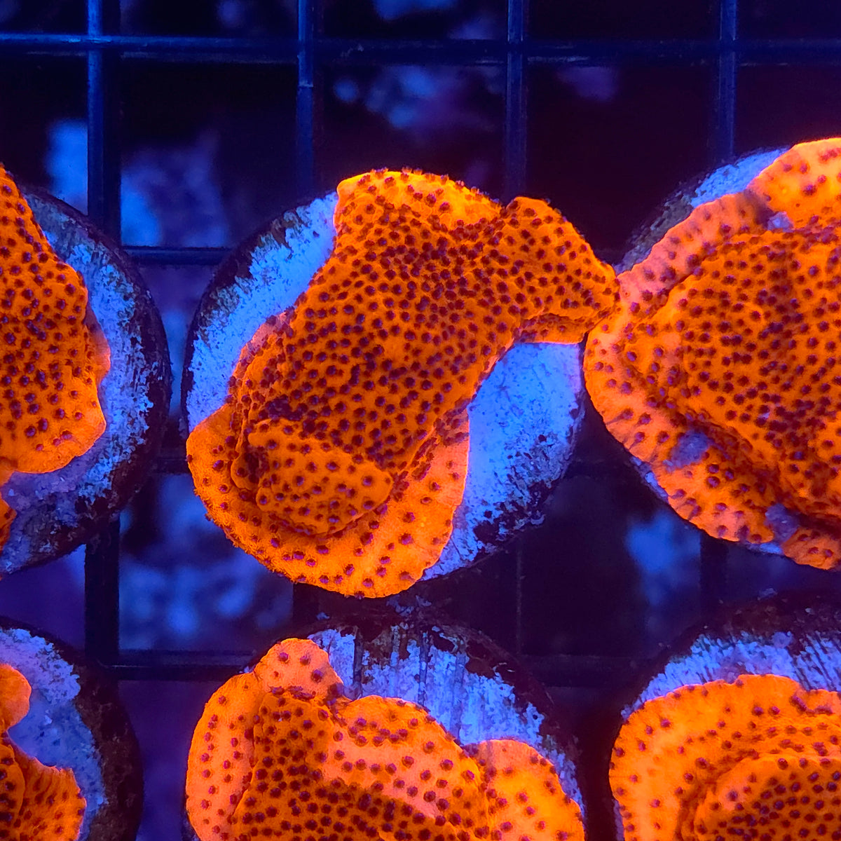 Mystic Sunset Montipora