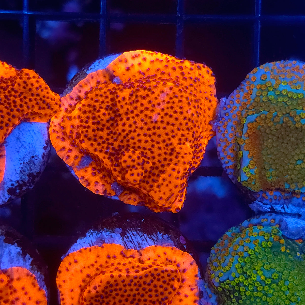 Mystic Sunset Montipora