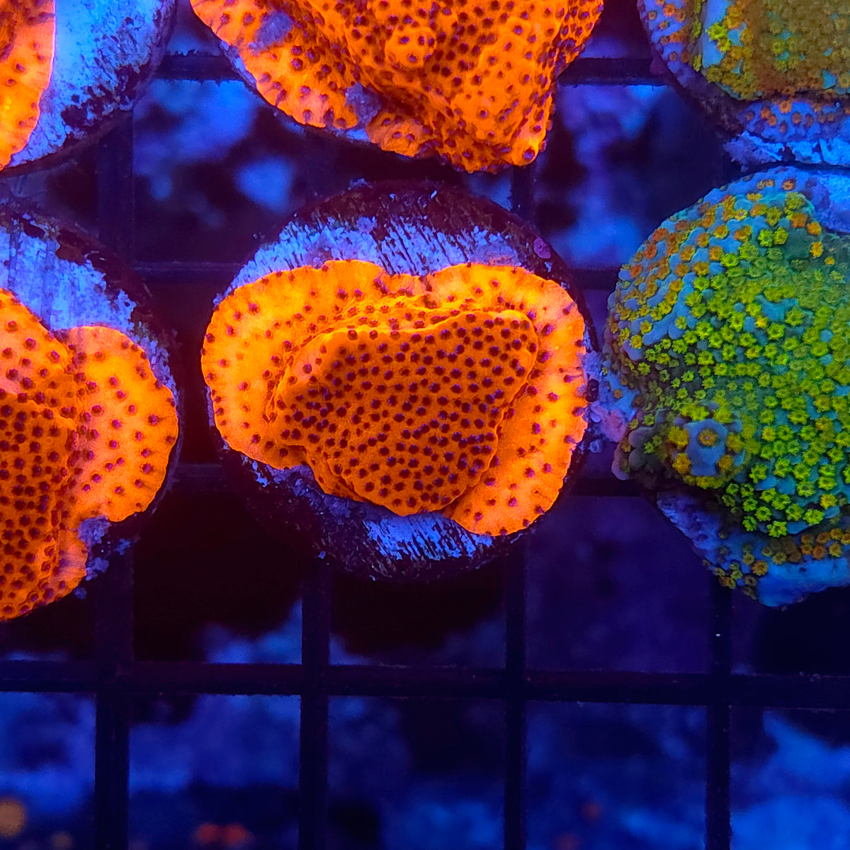 Mystic Sunset Montipora