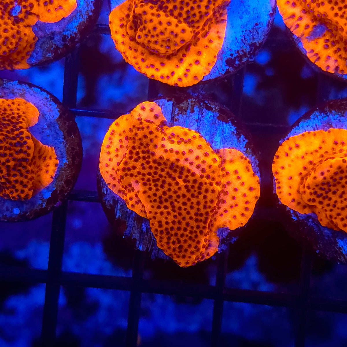 Mystic Sunset Montipora