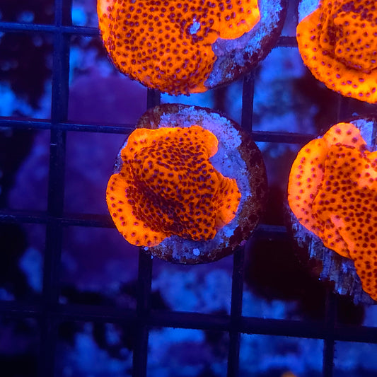 Mystic Sunset Montipora