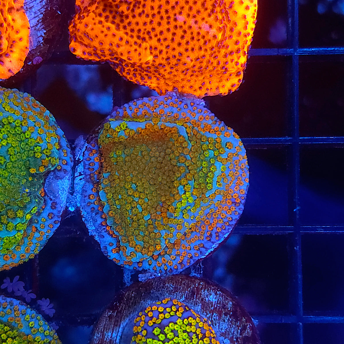 Rainbow Montipora