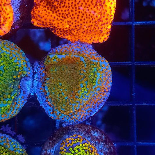 Rainbow Montipora