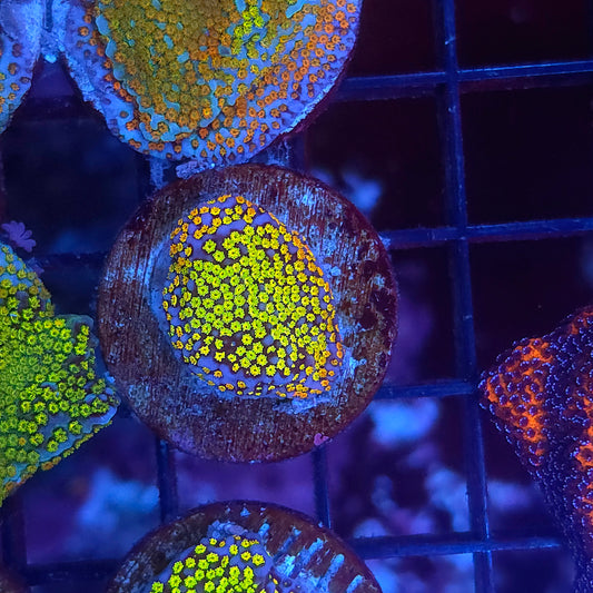 Rainbow Montipora