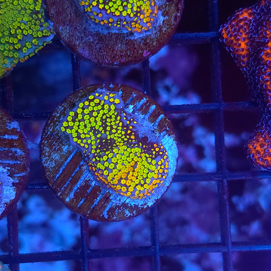 Rainbow Montipora