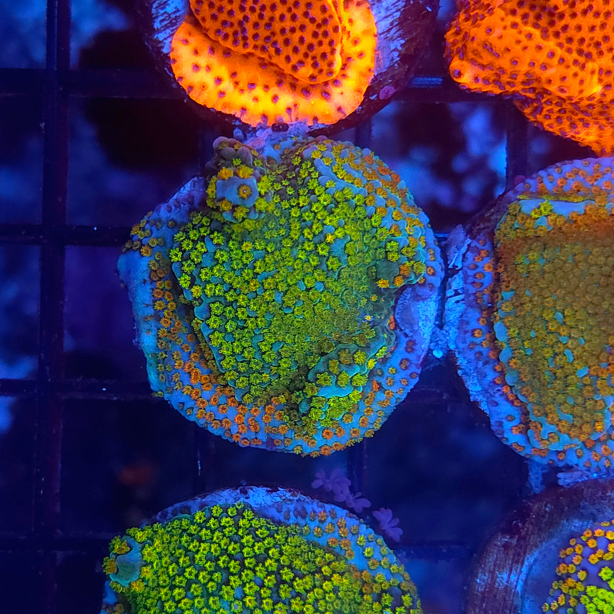 Rainbow Montipora