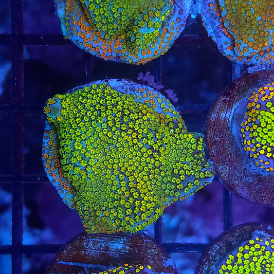 Rainbow Montipora