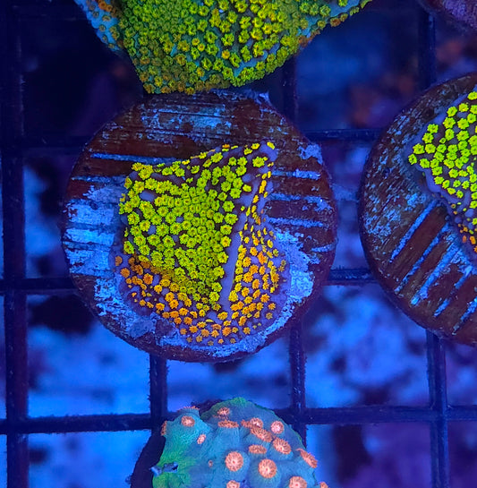 Rainbow Montipora