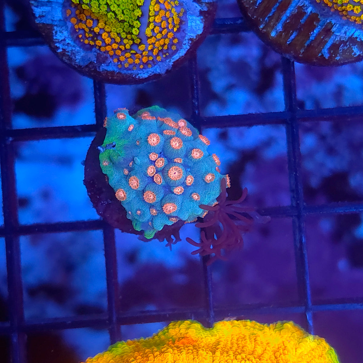 Meteor Shower Cyphastrea