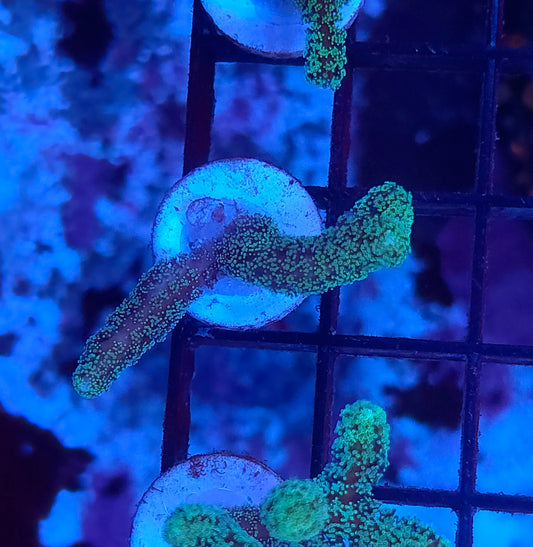 Neon Birdsnest