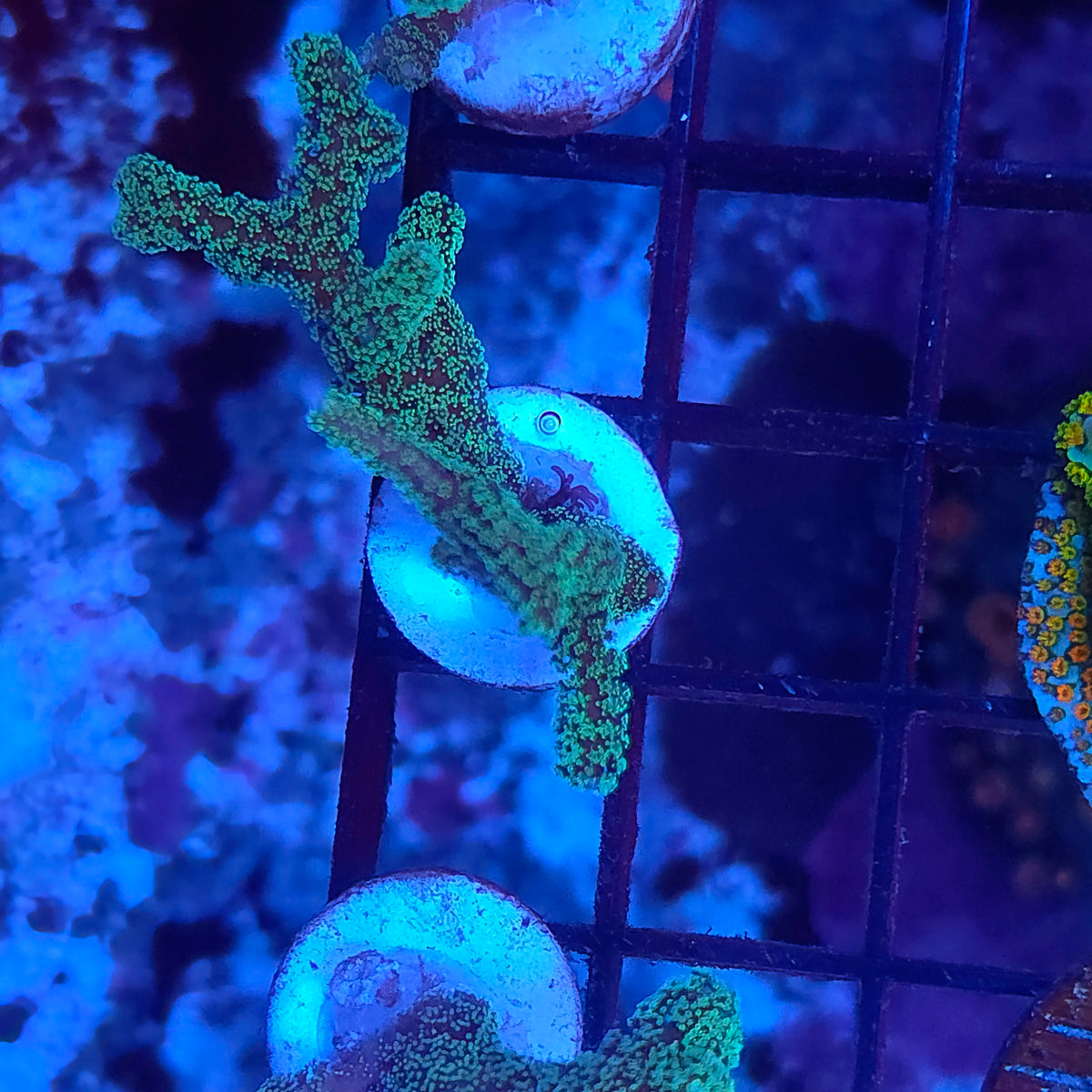 Neon Birdsnest