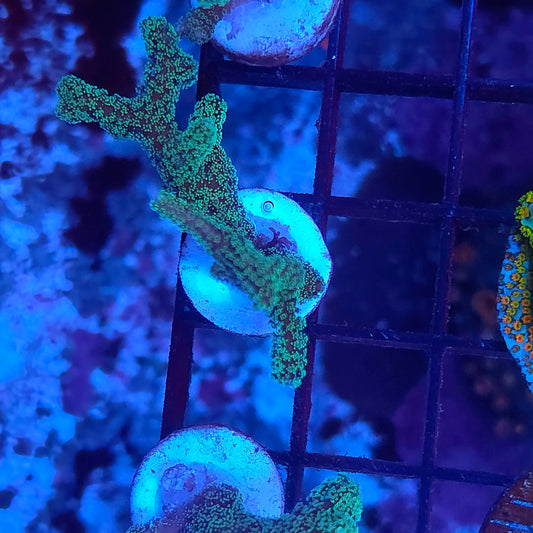 Neon Birdsnest