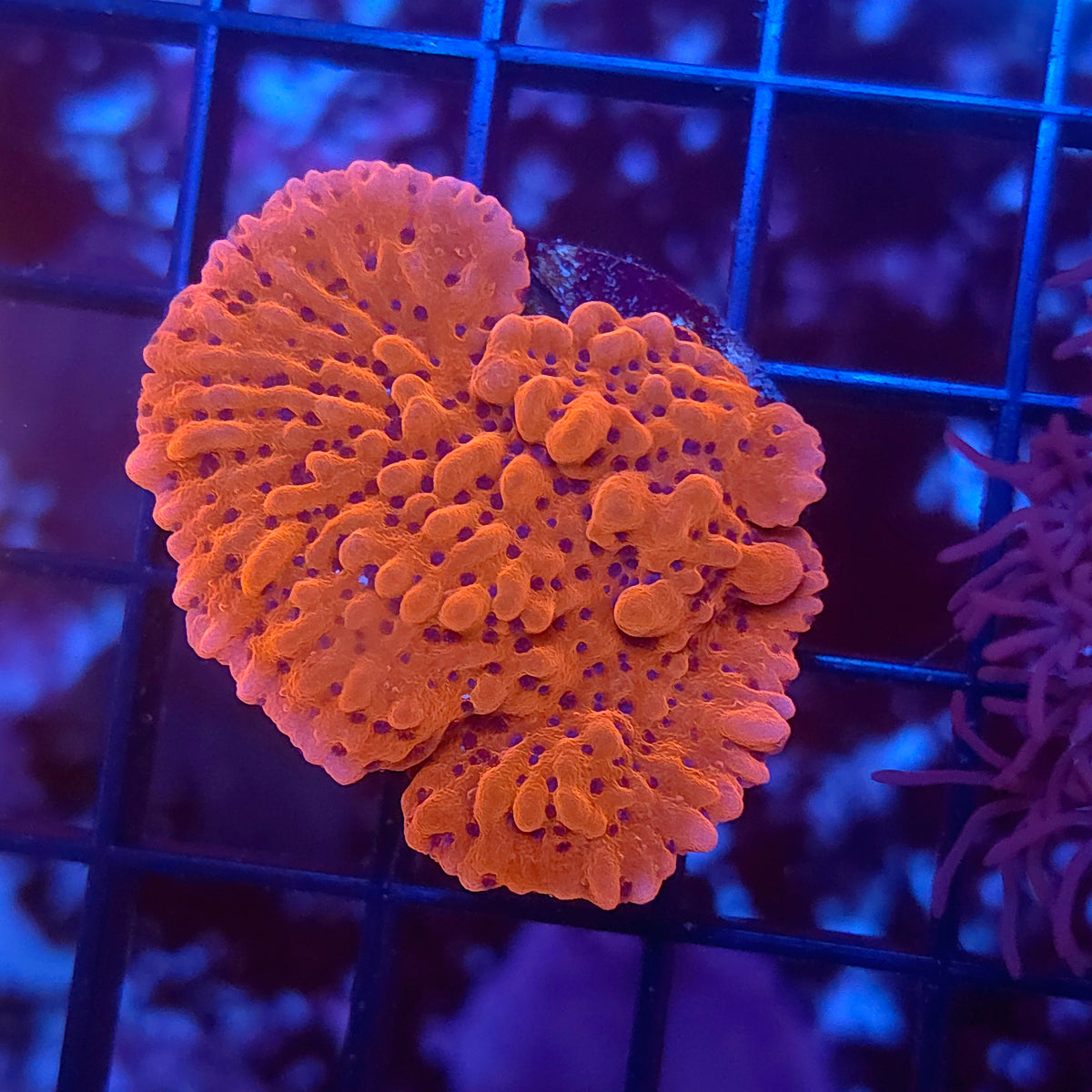 Magma Montipora