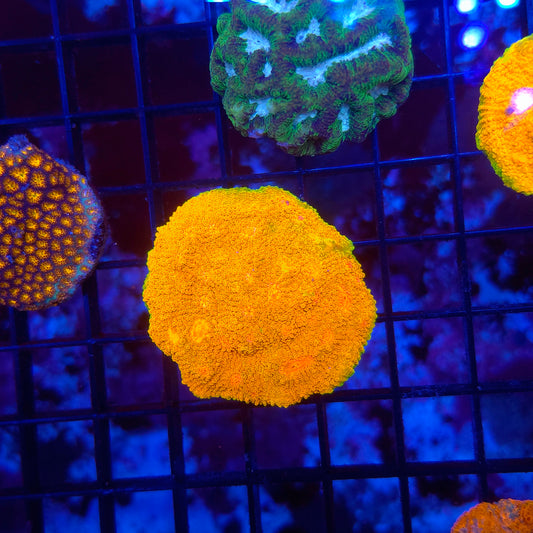 OG Mummy Eye Chalice Bright XL Frag (Video in pics)