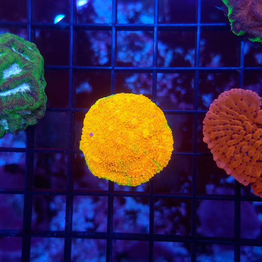 OG Mummy Eye Chalice Bright Frag (Video in pics)