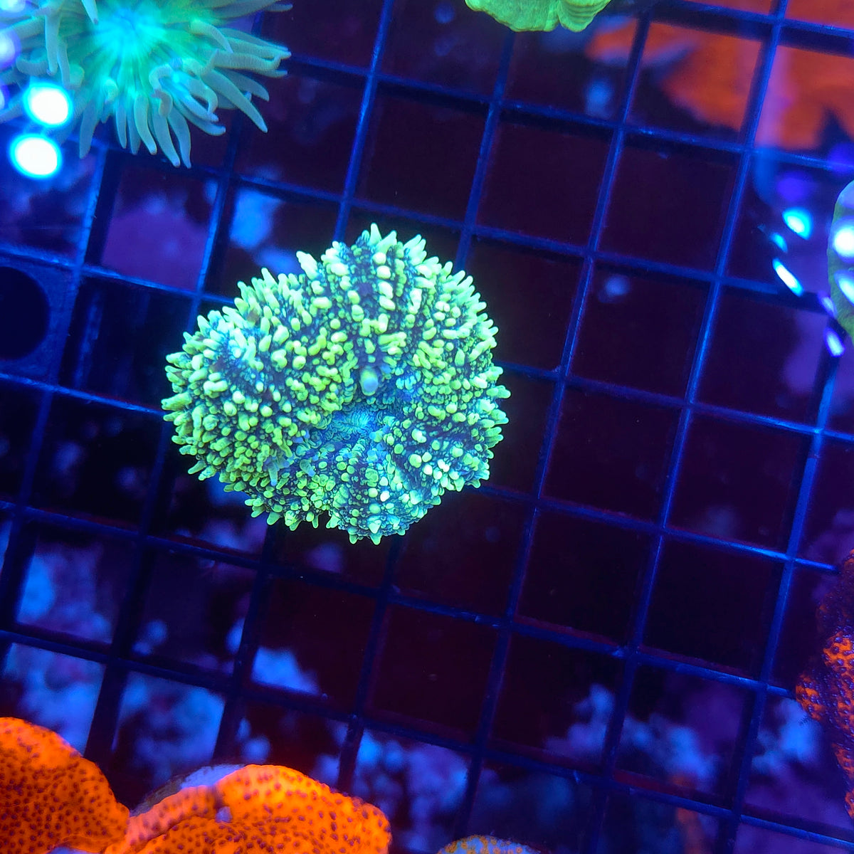 Toxic Lemon Lime Lobo