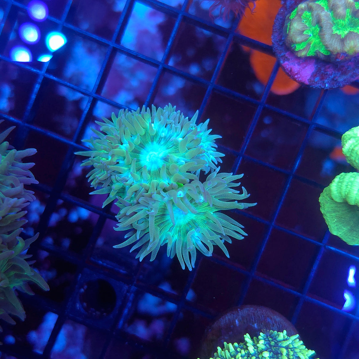 Duncan Multi Head (Video in pics)