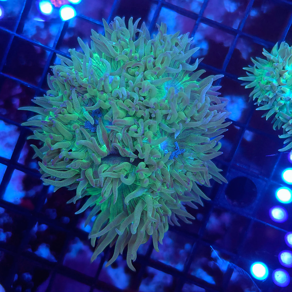 Duncan Colony (Video in pics)