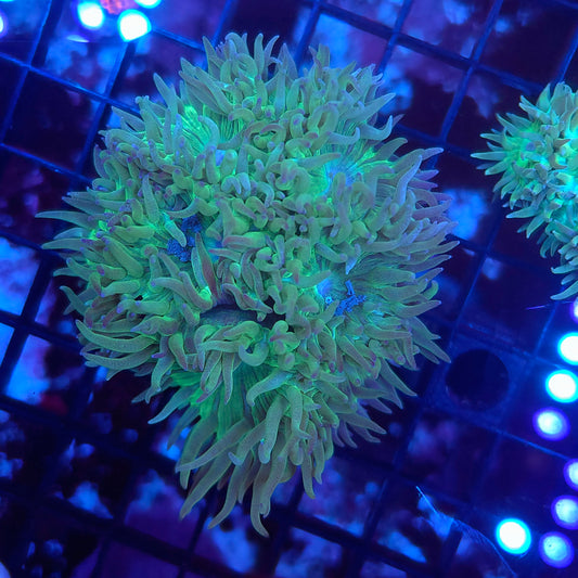 Duncan Colony (Video in pics)