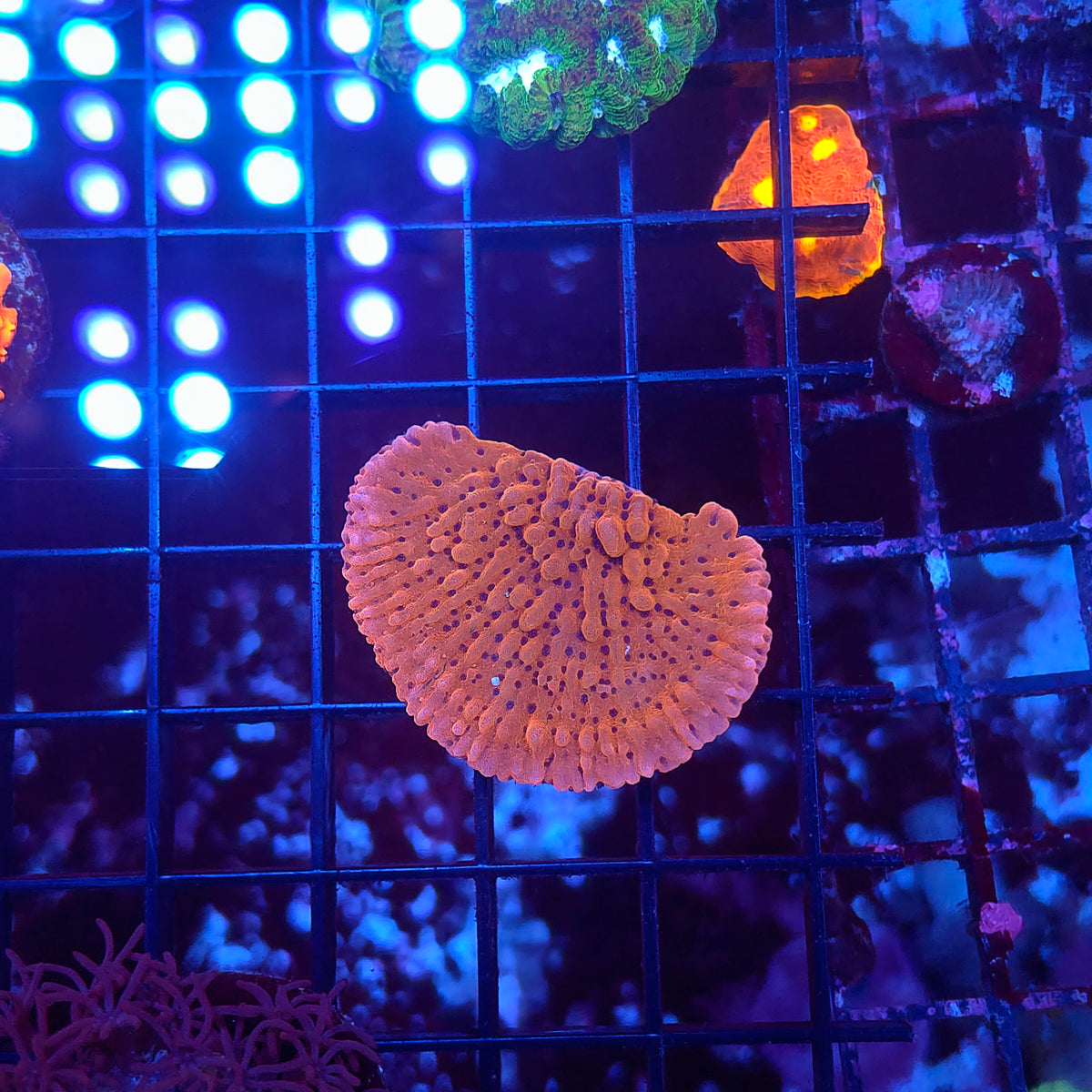 Magma Montipora