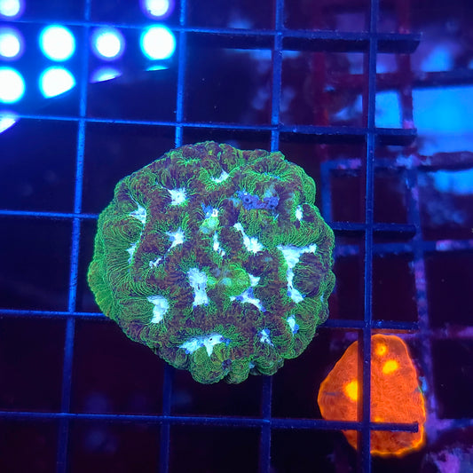 Splatter Platygyra