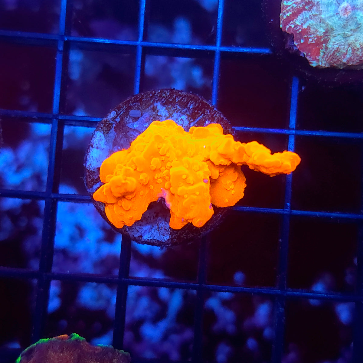 Montipora Setosa