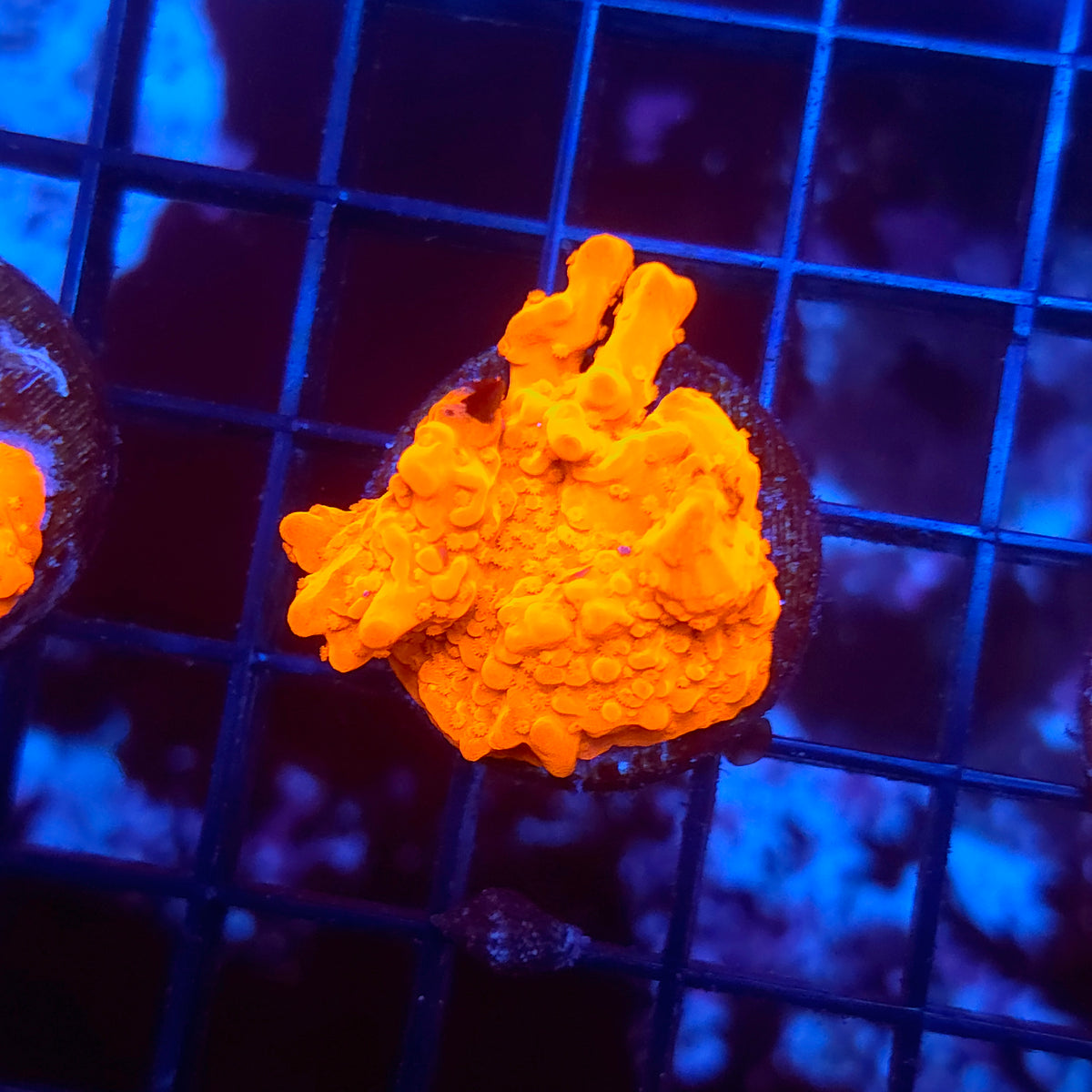 Montipora Setosa