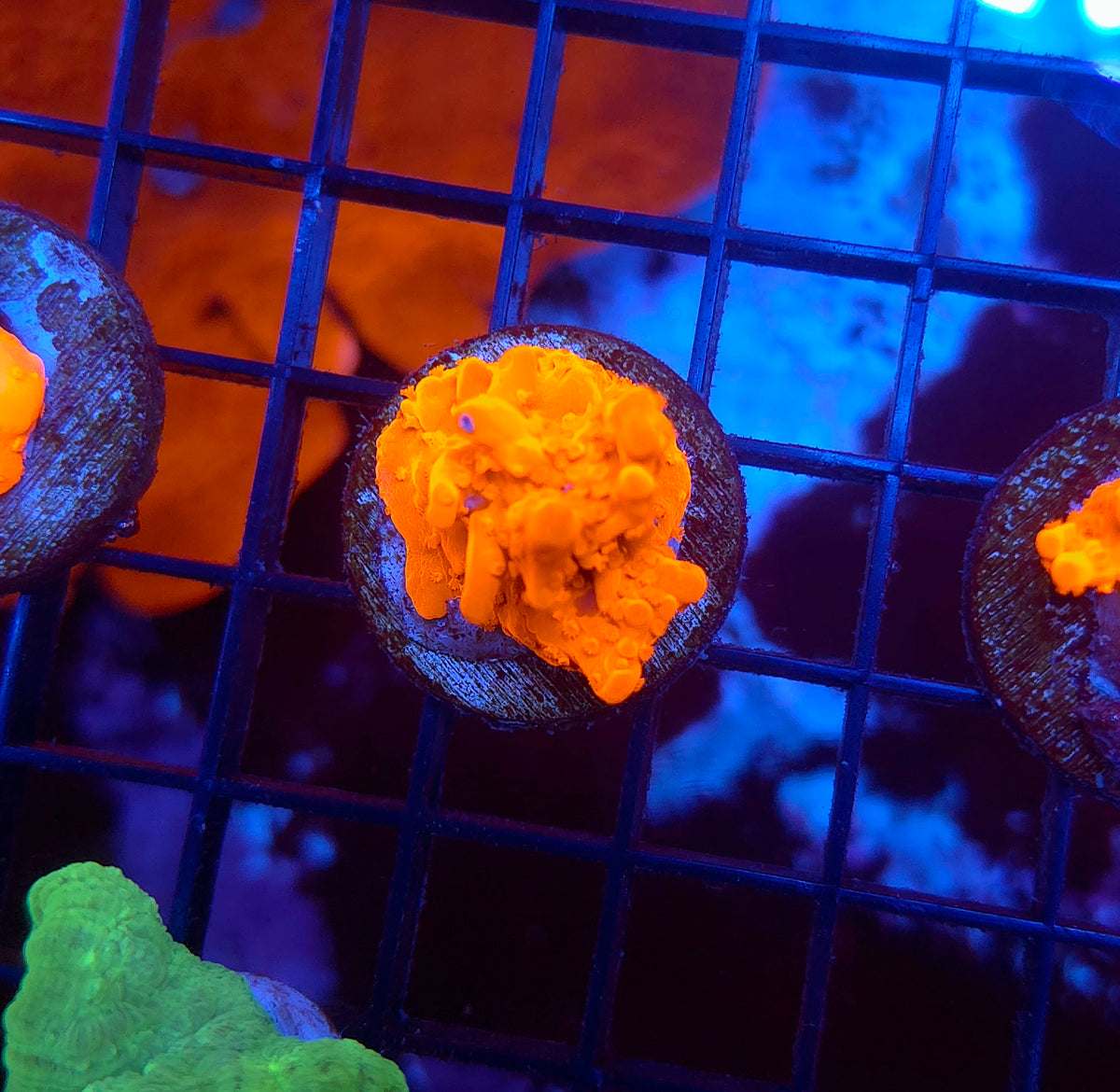 Montipora Setosa